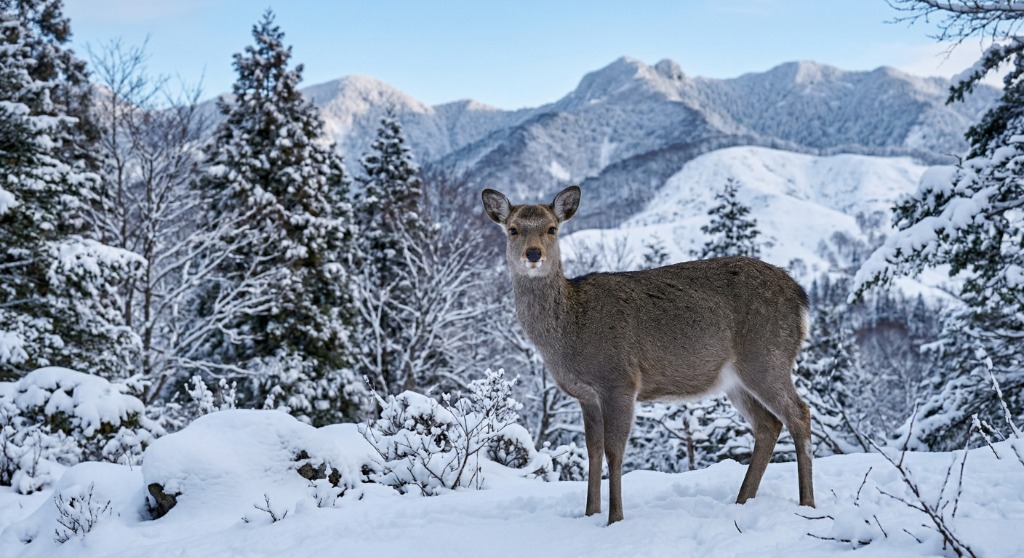 信濃毎日新聞に当社製品が紹介されました ― 上高地でシカ越冬を初確認