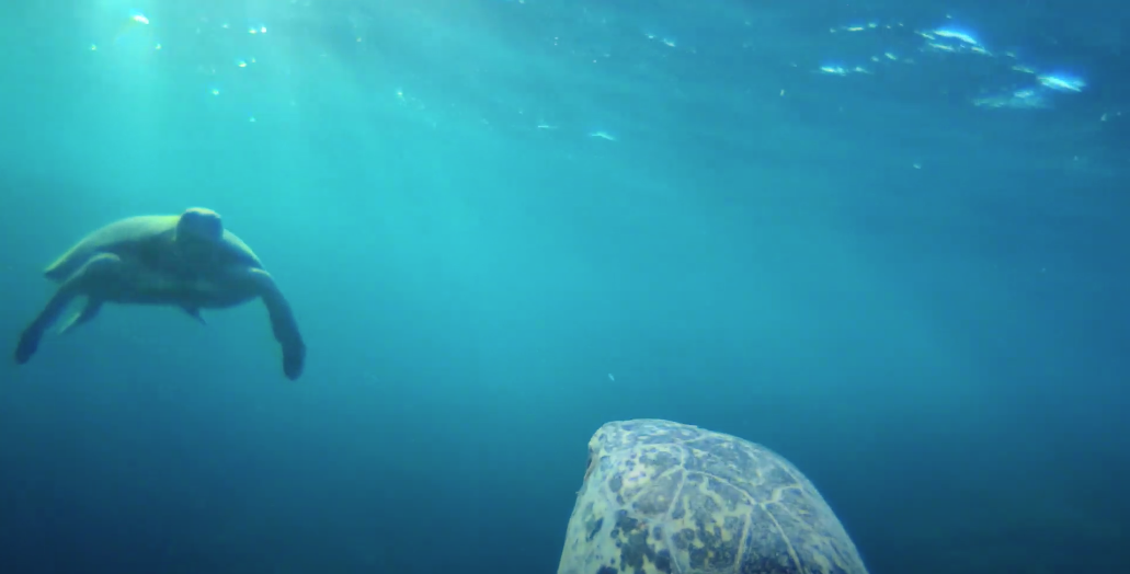 Green sea turtle encounters with another Individual.png